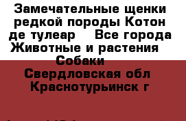 Замечательные щенки редкой породы Котон де тулеар  - Все города Животные и растения » Собаки   . Свердловская обл.,Краснотурьинск г.